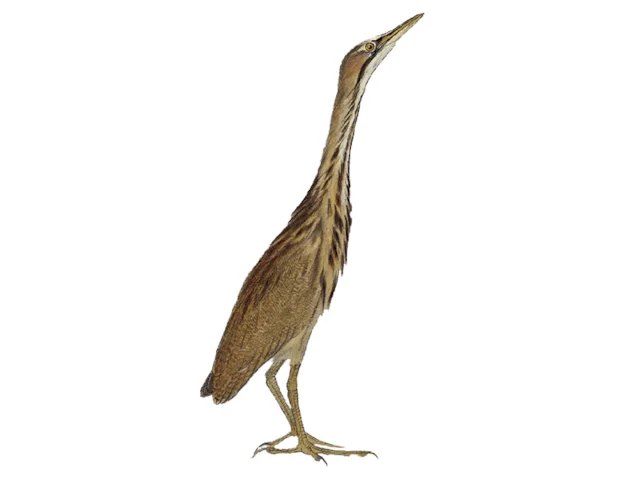 Bittern Long Details : American Bittern - BirdGuides