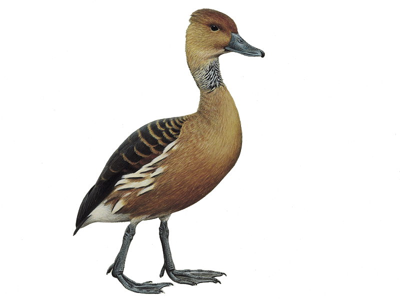 Details Fulvous Whistling Duck BirdGuides