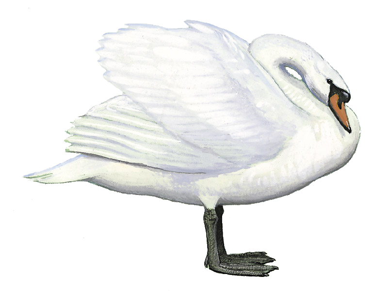 Details Mute Swan BirdGuides