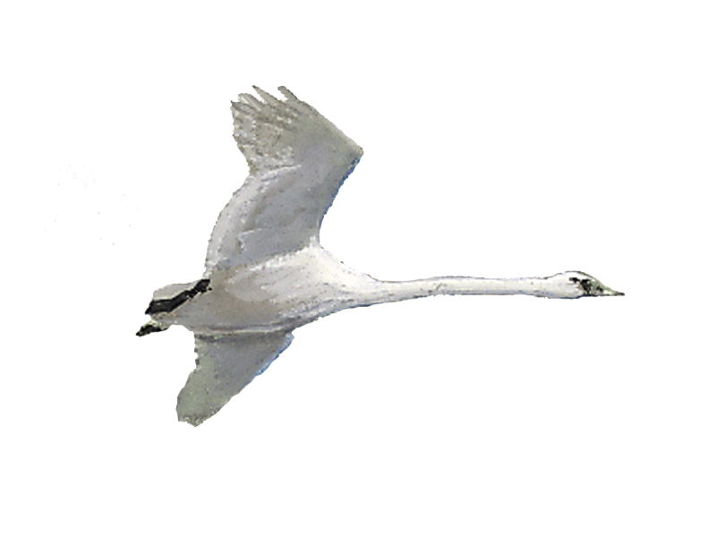 Details Mute Swan BirdGuides