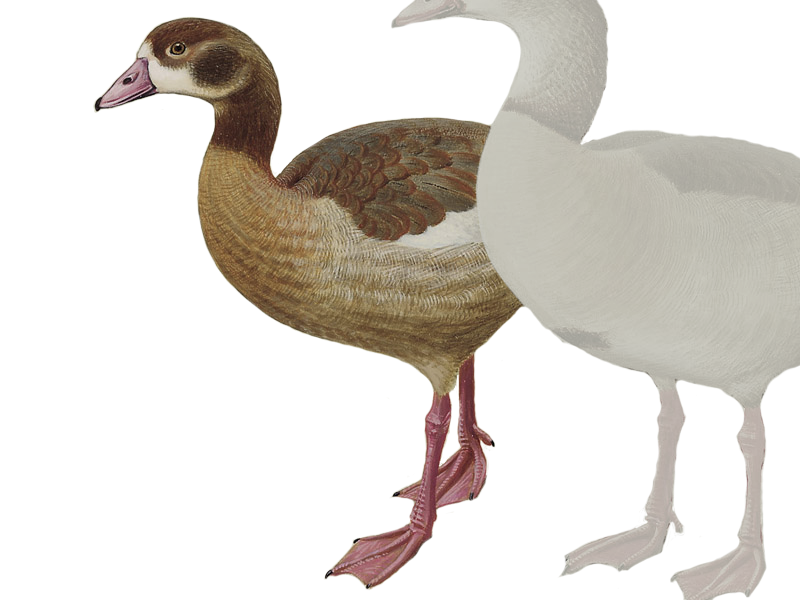 Details : Egyptian Goose - BirdGuides
