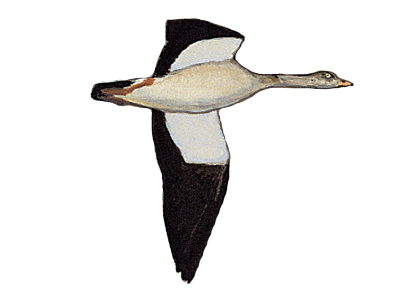 Details : Egyptian Goose - BirdGuides