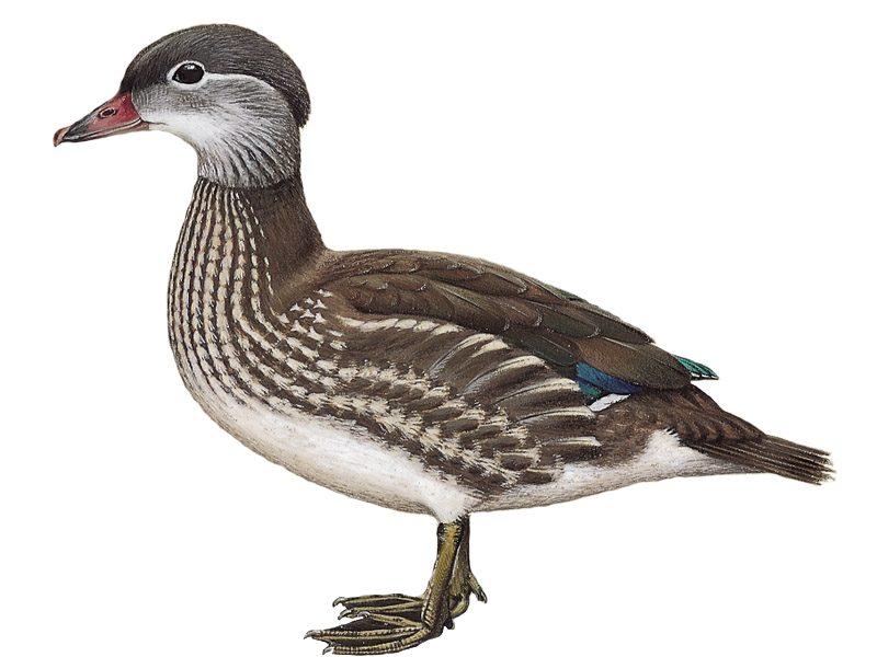 Details Mandarin Duck BirdGuides