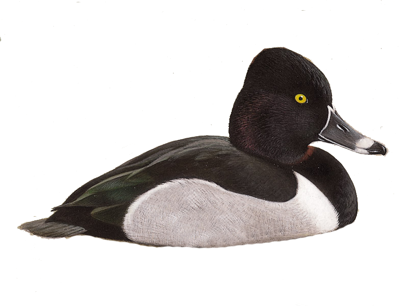 Ring-necked Duck Mounts Waterfowl Taxidermy Exceptional Quality