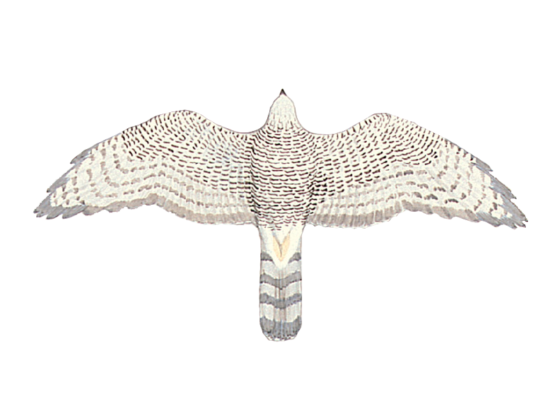 シェルアート 貝で描いた絵 鷹 Northern goshawk rsuganesha.com