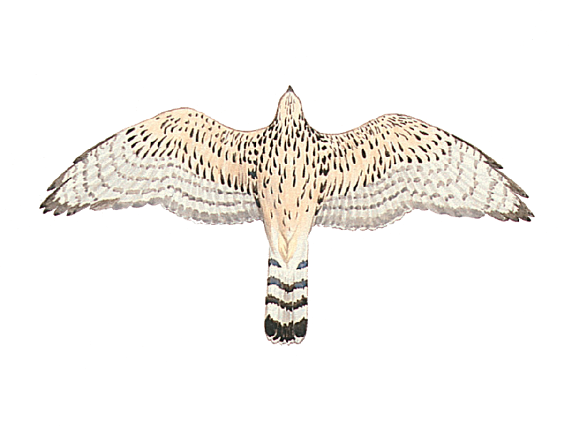 シェルアート 貝で描いた絵 鷹 Northern goshawk www.mirkine.com