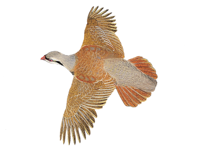 Details : Chukar Partridge - BirdGuides