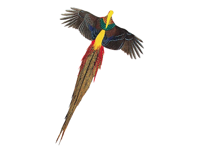 Details : Golden Pheasant - BirdGuides