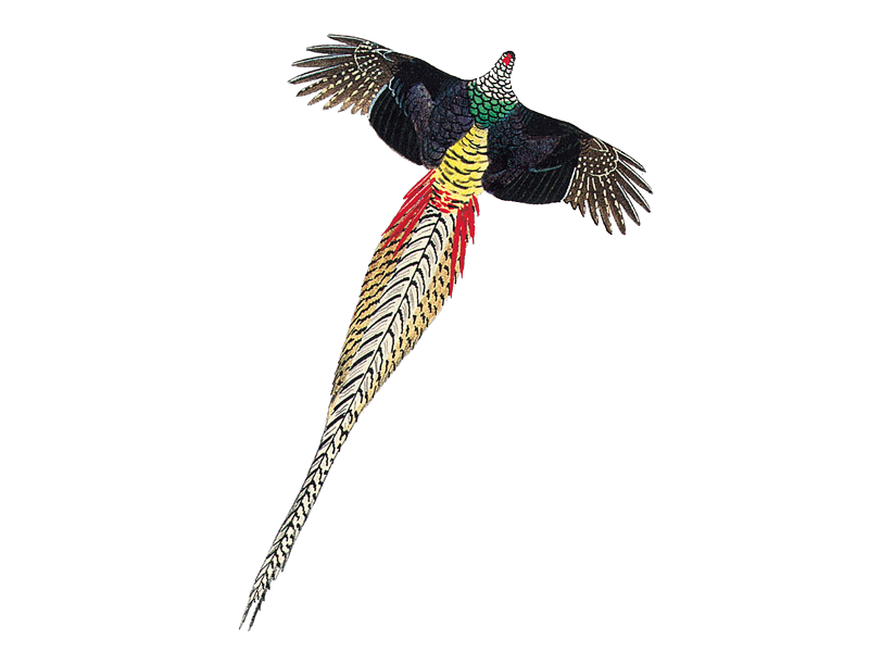 Details : Lady Amherst's Pheasant - BirdGuides