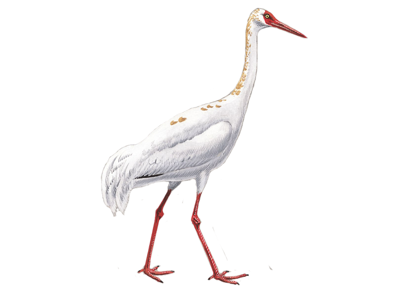 Details : Siberian Crane - BirdGuides