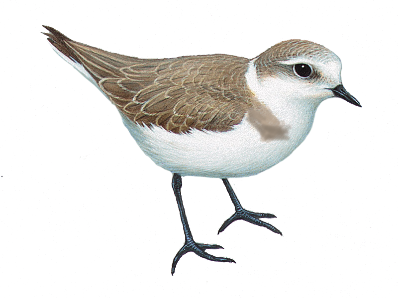 Kentish Plover