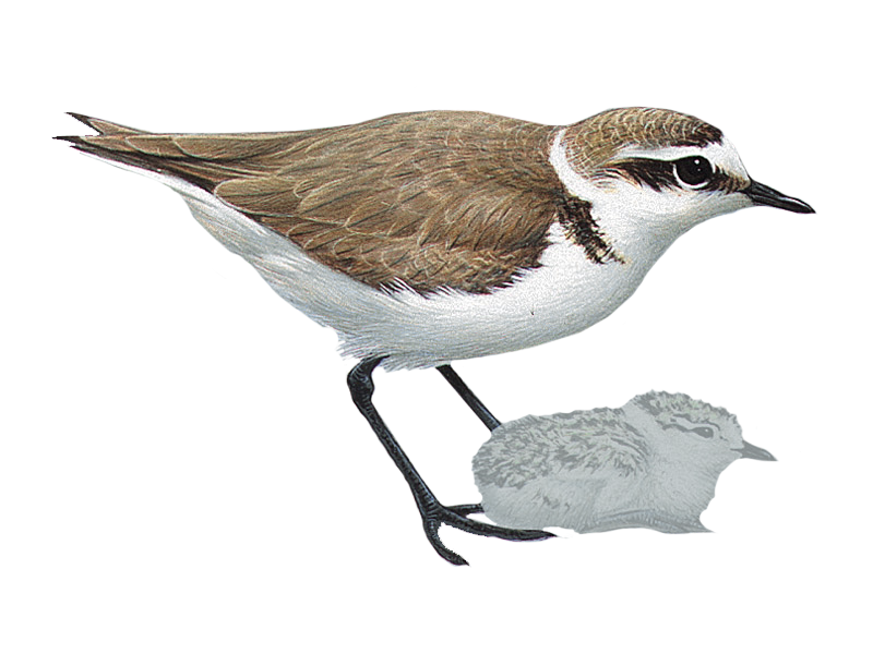 Kentish Plover
