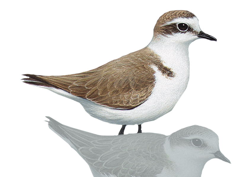 Kentish Plover