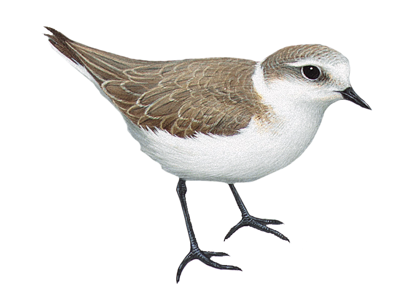 Kentish Plover