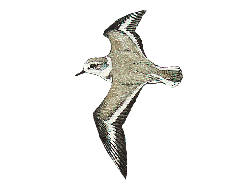 Kentish Plover
