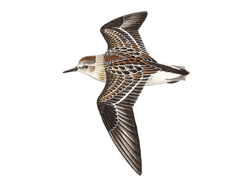 Details : Little Stint - BirdGuides