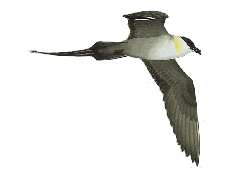 Details Long tailed Skua BirdGuides details-long-tailed-skua-birdguides