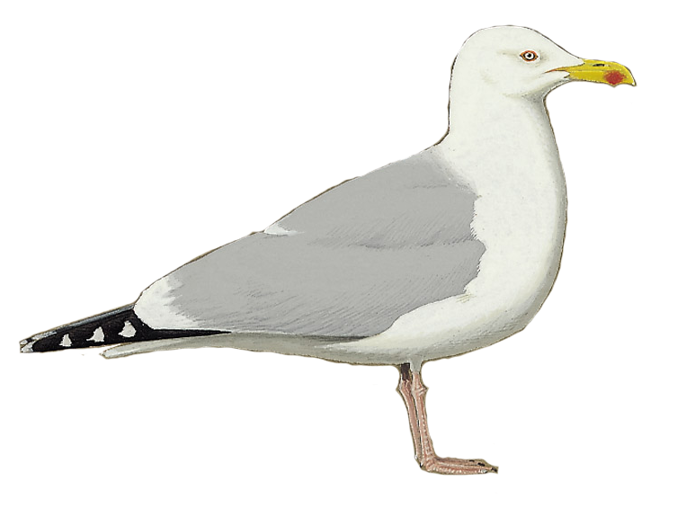 Details European Herring Gull BirdGuides