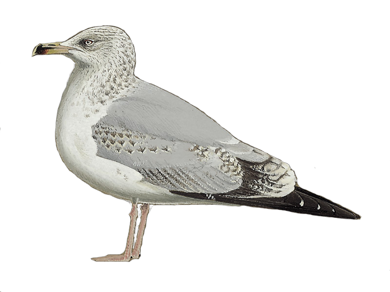 Details European Herring Gull BirdGuides