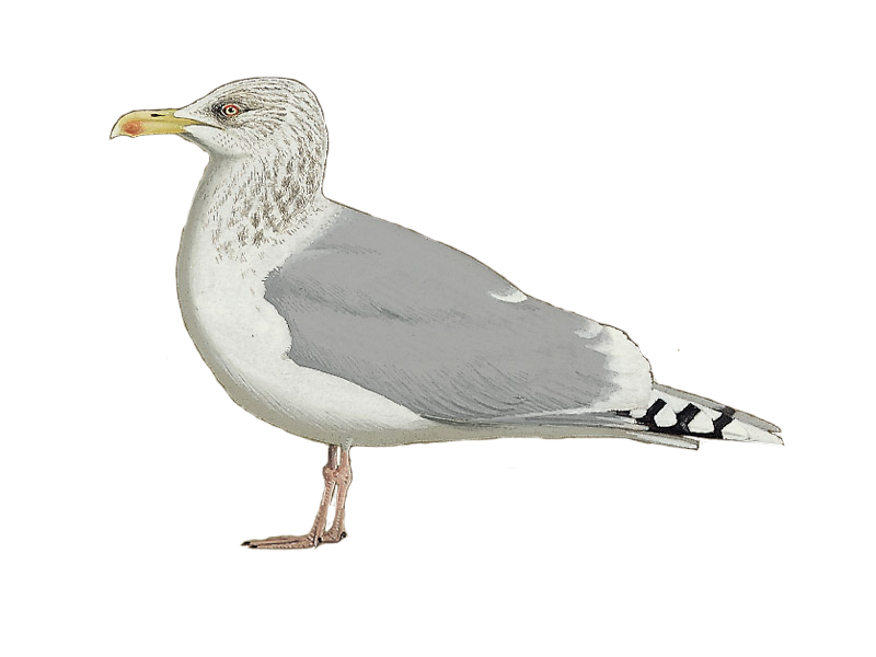 Details European Herring Gull BirdGuides