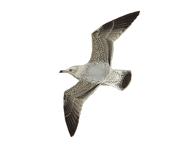 Details European Herring Gull BirdGuides
