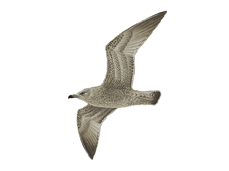 Details European Herring Gull BirdGuides
