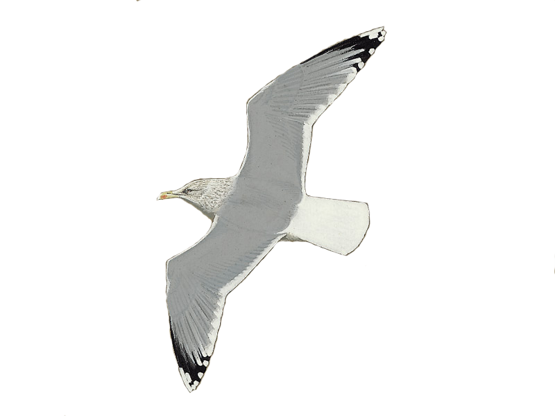 Details European Herring Gull BirdGuides