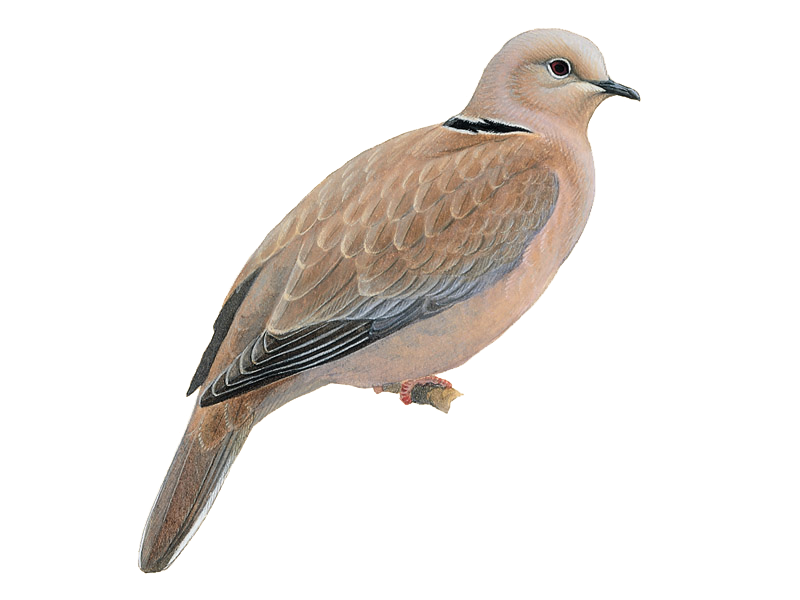 Details Collared Dove BirdGuides