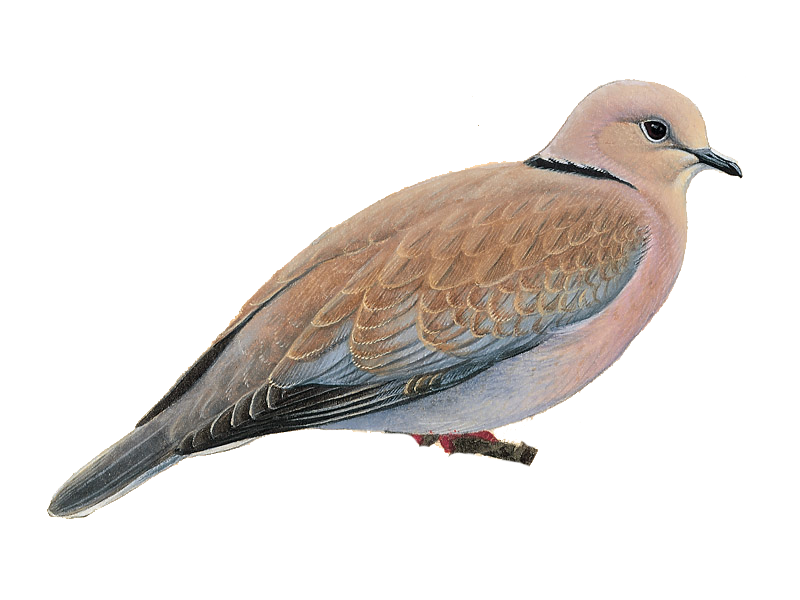 Details African Collared Dove BirdGuides