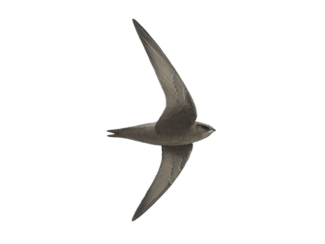 Cape Verde Swift