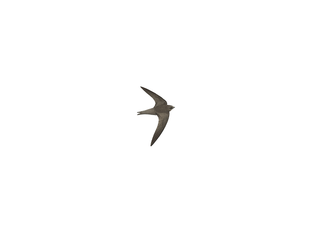 Cape Verde Swift