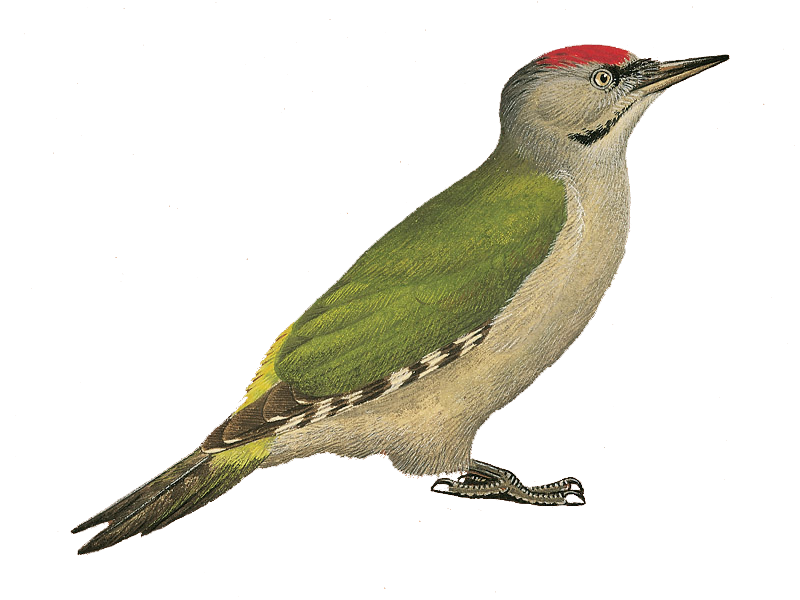 Details : Grey-headed Woodpecker - BirdGuides