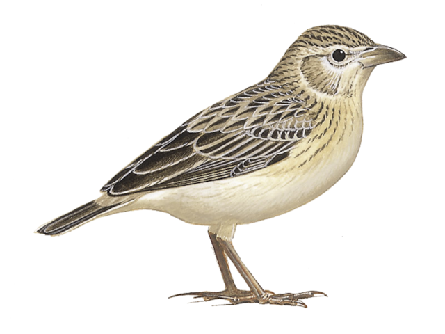 Details : Raso Lark - BirdGuides