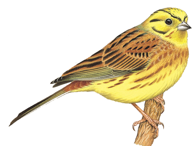 Download Details : Yellowhammer - BirdGuides