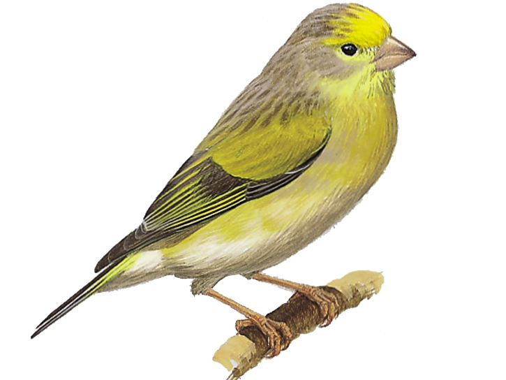 Details Syrian Serin BirdGuides
