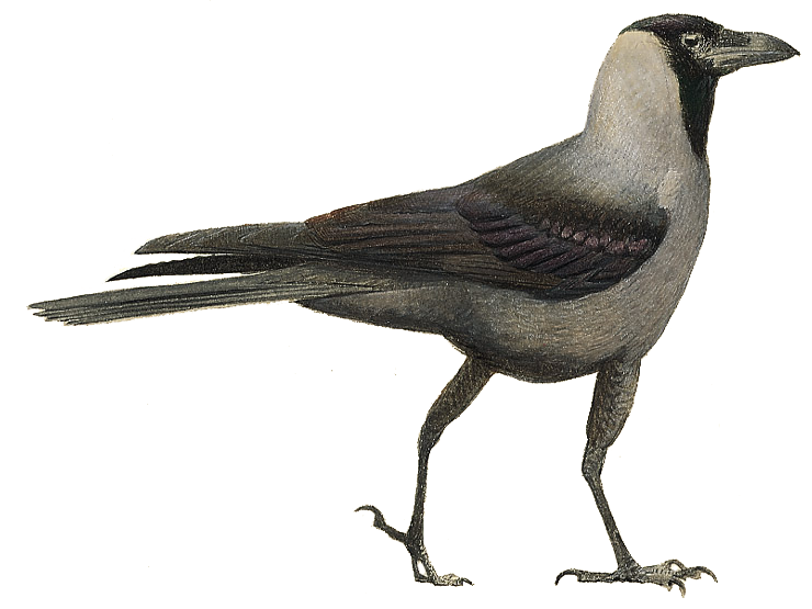 Details House Crow BirdGuides