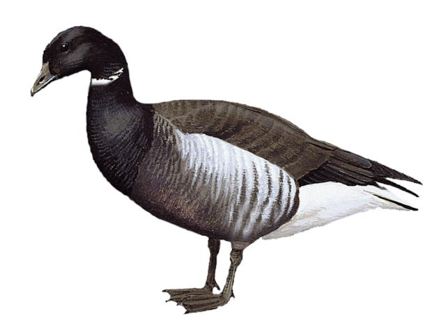 Brant Gray Details : Grey-bellied Brant - BirdGuides