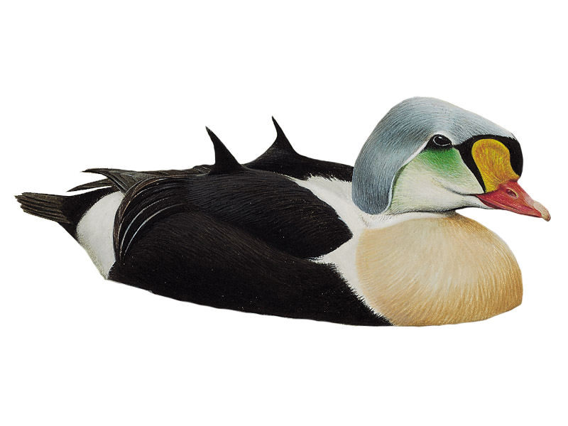 Details King Eider BirdGuides
