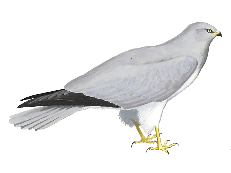 Circus cyaneus, Print, The hen harrier (Circus cyaneus) is a bird of prey.  The genus name Circus is derived from Ancient Greek kirkos, meaning  'circle', referring to a bird of prey named