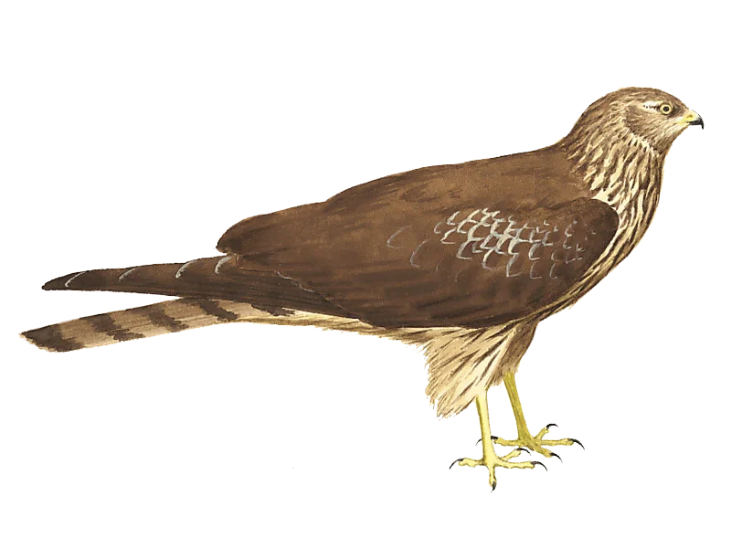 Circus cyaneus, Print, The hen harrier (Circus cyaneus) is a bird of prey.  The genus name Circus is derived from Ancient Greek kirkos, meaning  'circle', referring to a bird of prey named