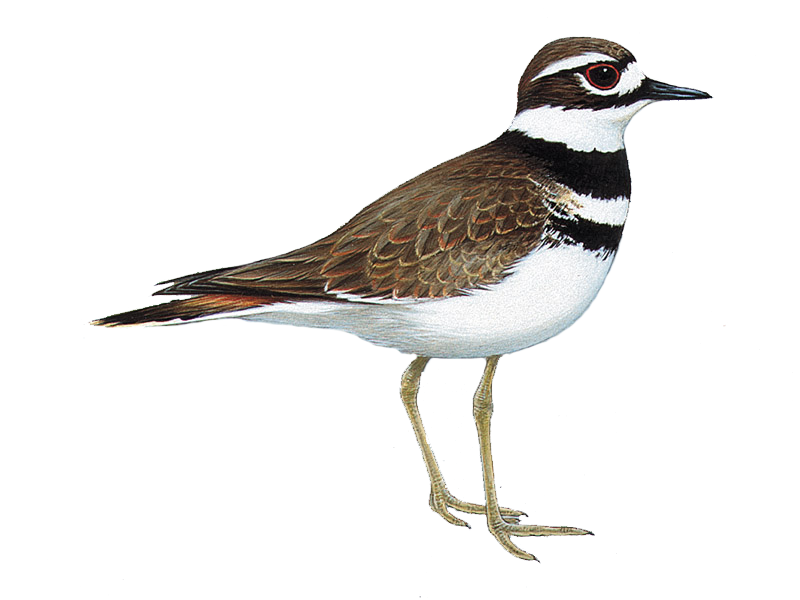Details Killdeer BirdGuides