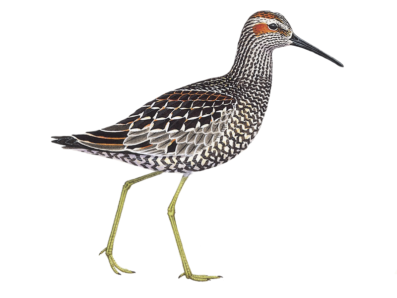 Details : Stilt Sandpiper - BirdGuides