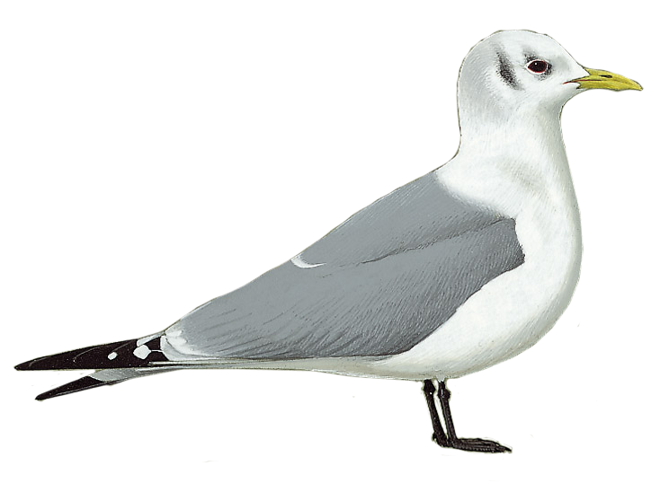 Details : Kittiwake - BirdGuides