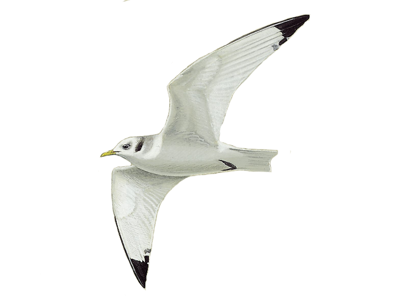 Details : Kittiwake - BirdGuides