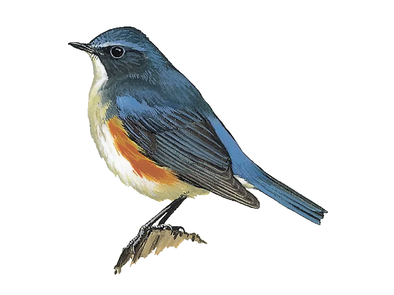 Details : Red-flanked Bluetail - BirdGuides