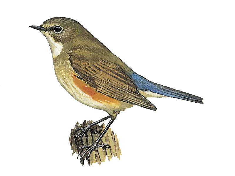 Red-flanked bluetail, Red-flanked bluetail (Tarsiger cyanur…