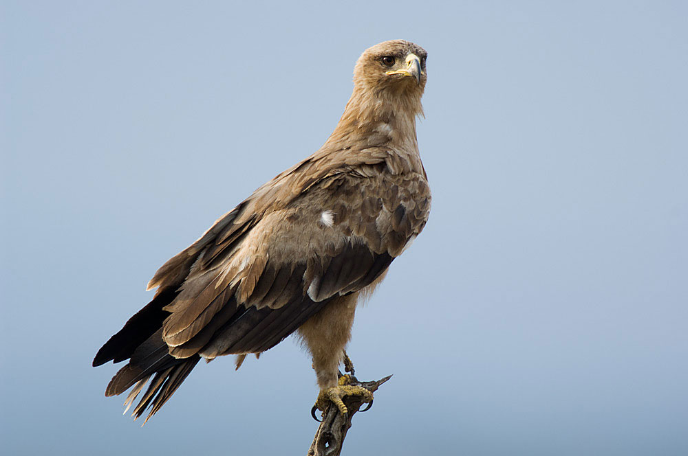 details-tawny-eagle-birdguides